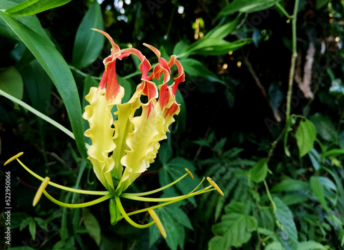 Yellow flower in close up isolated on nature background