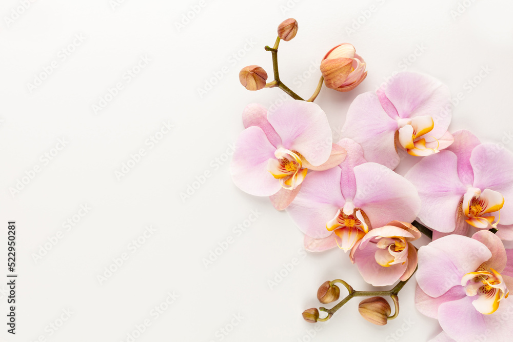 Fototapeta premium Pink orchid theme objects on pastel background.