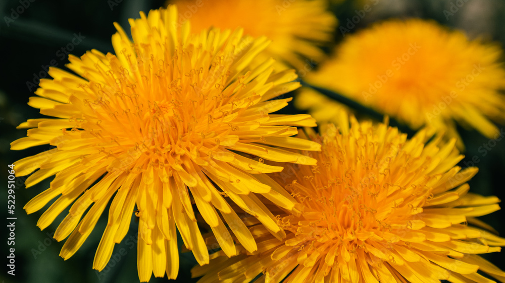 Yellow dandelion buds close up Yellow dandelion buds close up