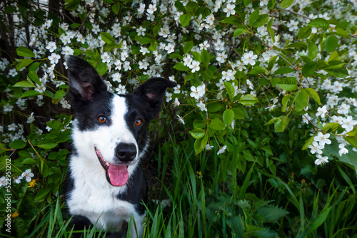 A happy dog in flowers. The pet is smiling. © kajasja