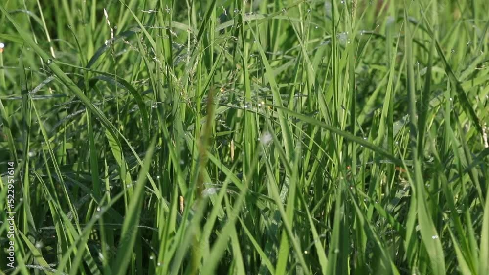 Dew on the grass. Close-up. On the banks of the Pripyat River in southern Belarus. Dew on the grass. Close-up. On the banks of the Pripyat River in southern Belarus.