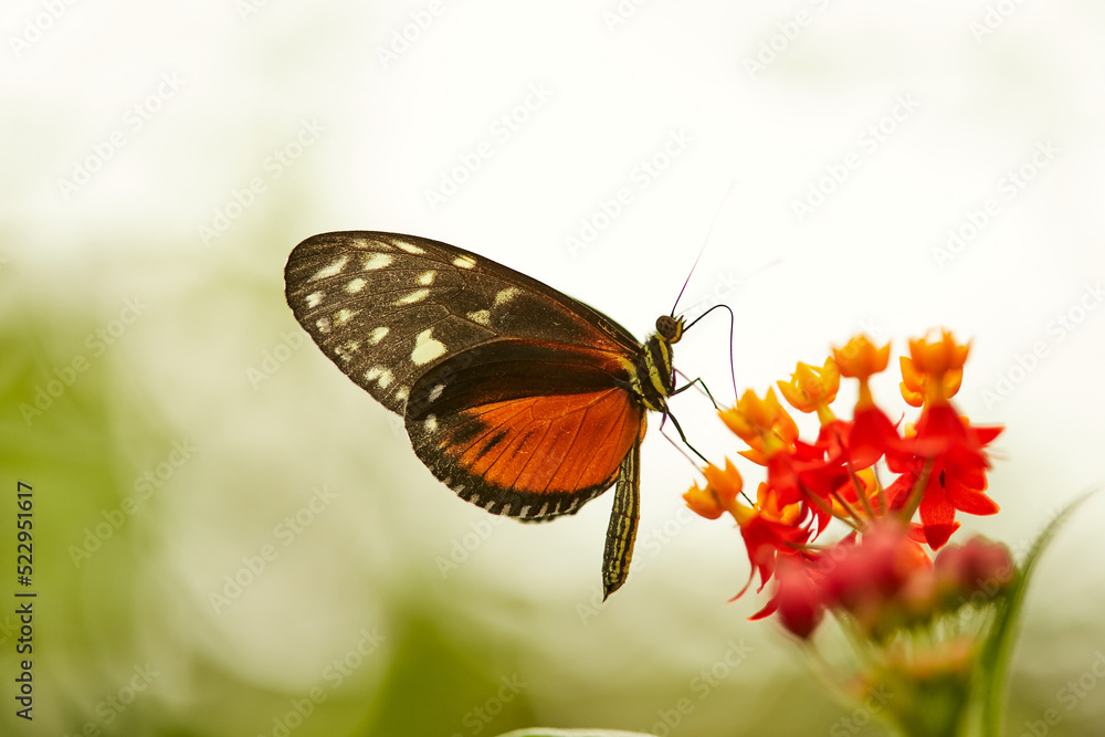 Naklejka premium mariposa, mariposario, posar