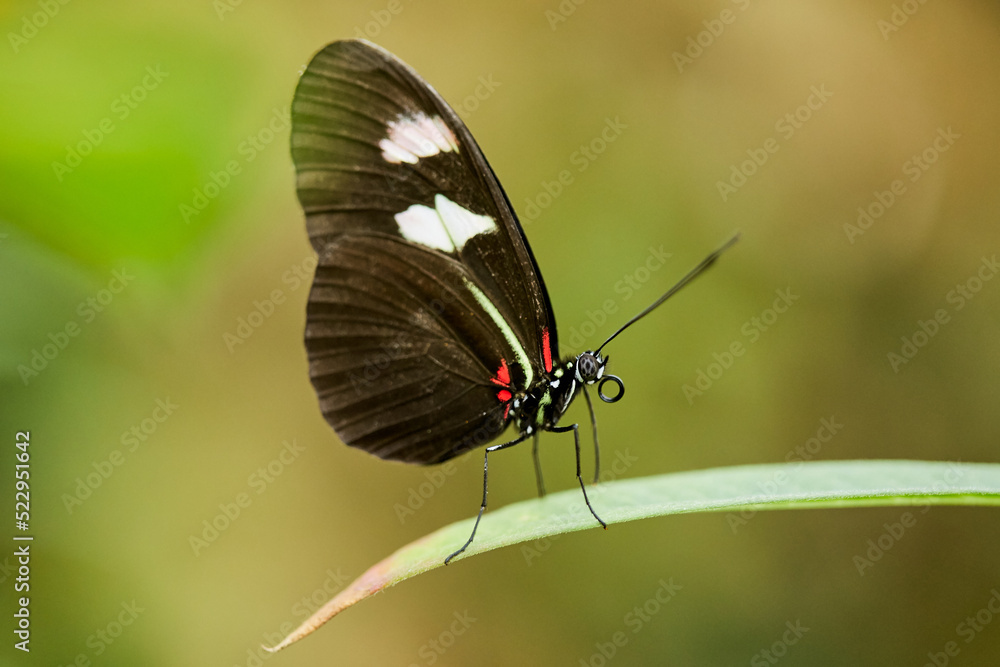 mariposa, mariposario, posar mariposa, mariposario, posar