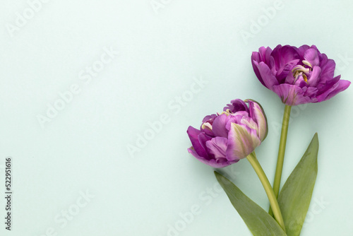 Fototapeta Naklejka Na Ścianę i Meble -  Lilac tulip flowers on pastel background.