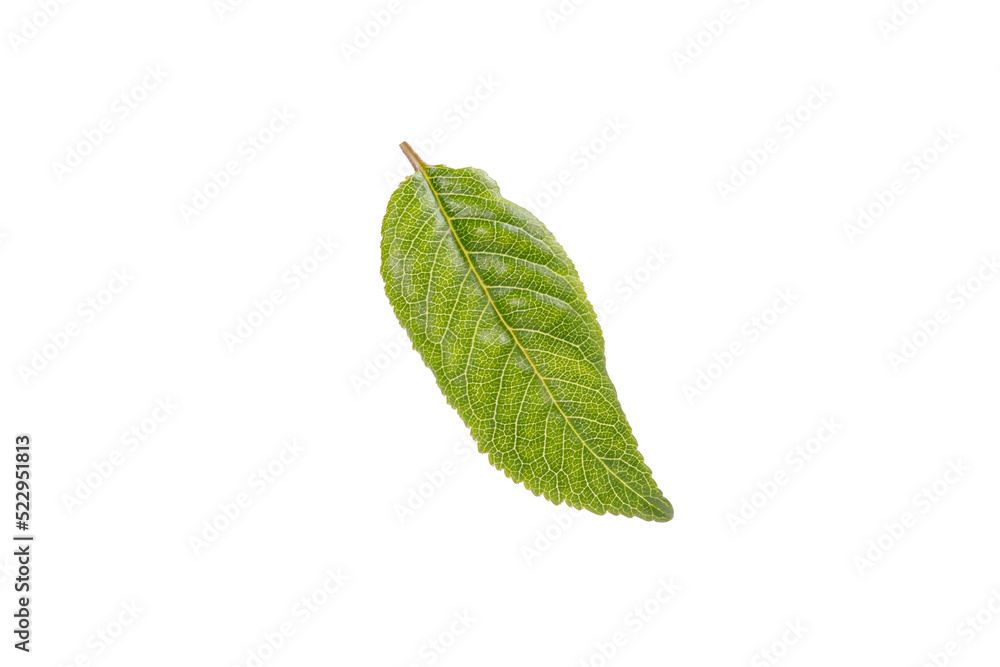Obraz premium Cherry leaf isolated on a white background. Isolated leaf of cherry with clipping path.