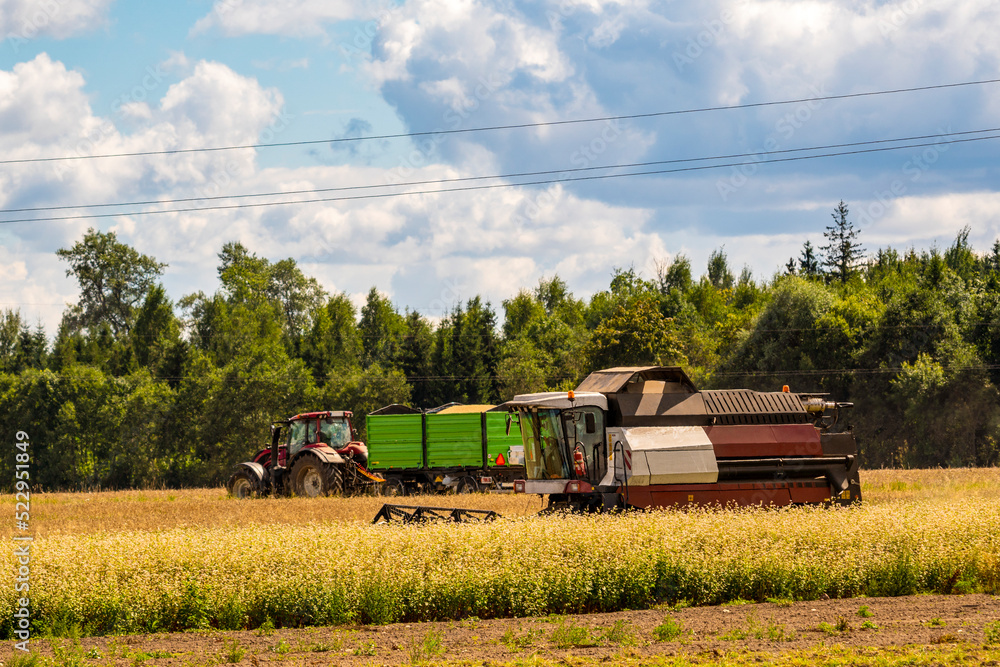 Obraz premium Tractor and trailer moves in a field with working combine harvester