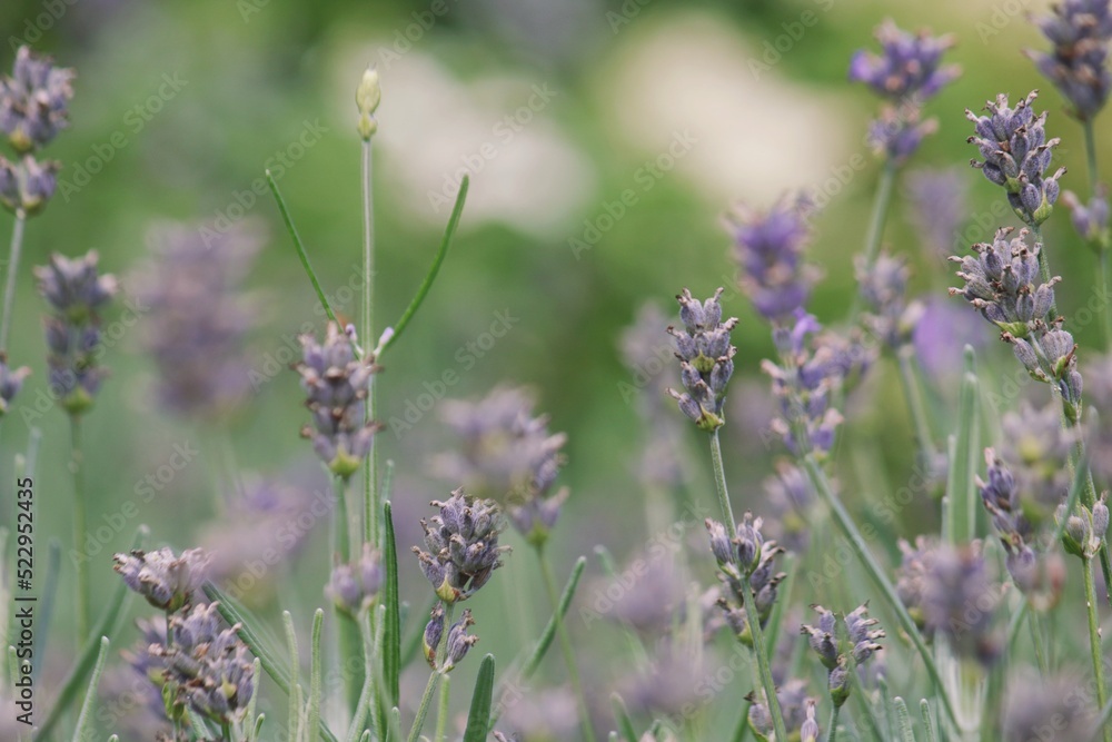 Selective focus of lavender stems in summer - Lavandula Angostifolia Munstead Selective focus of lavender stems in summer - Lavandula Angostifolia Munstead