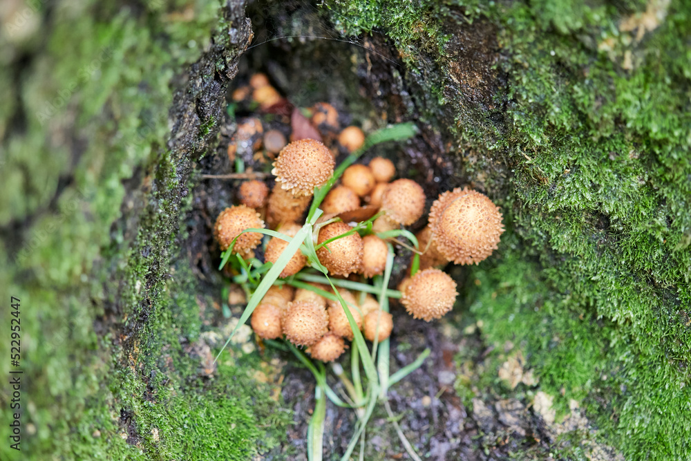 Hongos, mashroom, alimento, sano, naturaleza Hongos, mashroom, alimento, sano, naturaleza