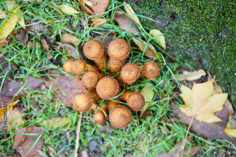Hongos, mashroom, alimento, sano, naturaleza Hongos, mashroom, alimento, sano, naturaleza