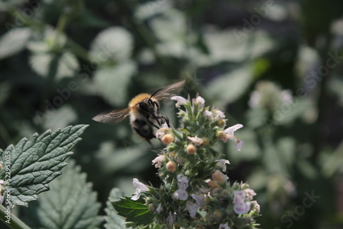 Honey bee collecting polen