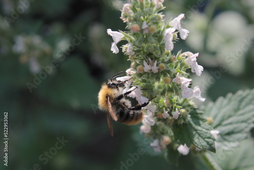 Honey bee collecting polen