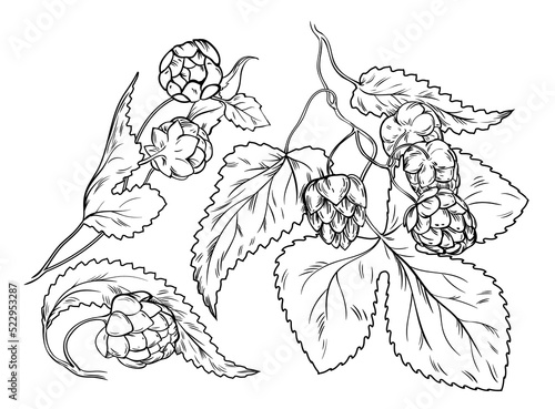 Hop plants outline icons set vector illustration. Black line hand drawn fresh Humulus lupulus branches with cones and leaf, vintage sketch of decorative herbs for alcohol beer production in brewery