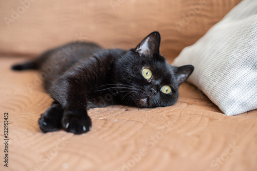 Black cat is lying on the couch