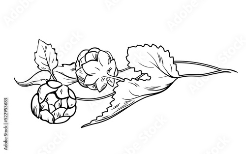 Black outline hand drawn fresh Humulus lupulus branches with cones and leaf, vintage sketch of decorative herbs for alcohol beer production in brewery