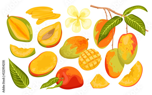 Cartoon isolated ripe and unripe green fruit, whole mango and cut in half with pit and cubic slices for eating, tropical fruit branch with harvest, flower and leaves. Mango set vector illustration