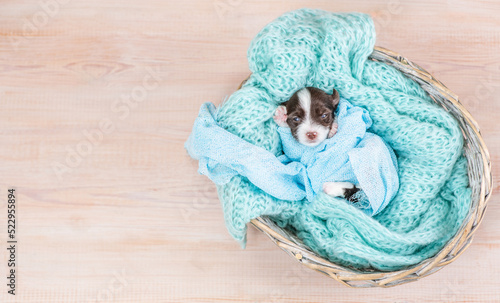 Tiny newborn Biewer Yorkie puppy wrapped like a baby, sleeps in a basket. Top down view. Empty space for text photo