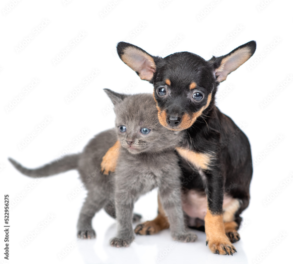 Playful Toy terrier puppy hugs tiny kitten. Pet stand together in front view and looks at camera. isolated on white background Playful Toy terrier puppy hugs tiny kitten. Pet stand together in front view and looks at camera. isolated on white background