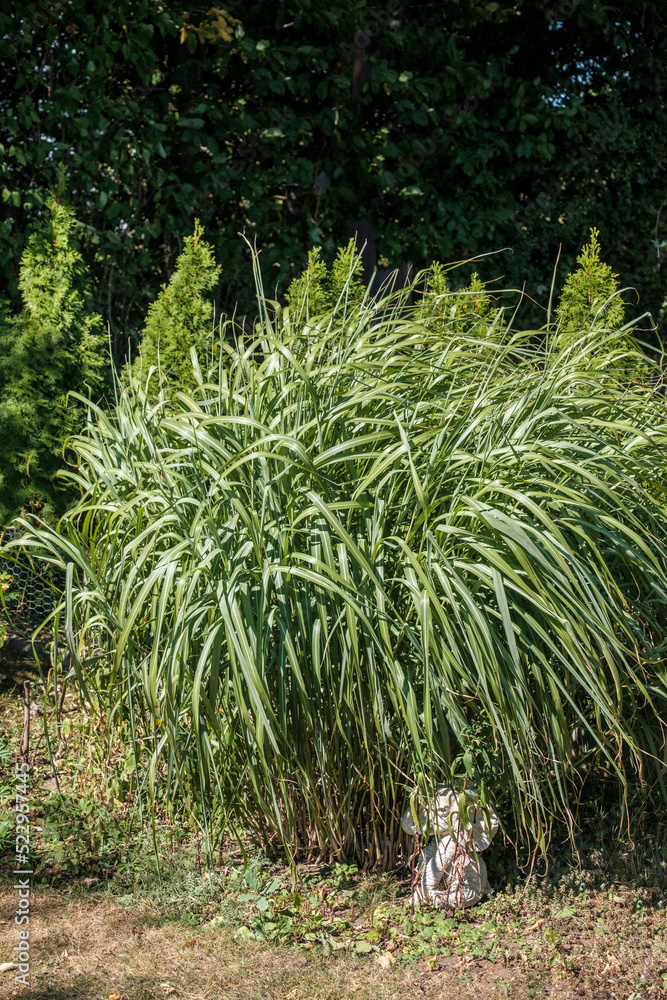 Ziergras im Garten bewegt die Wedel im Wind Ziergras im Garten bewegt die Wedel im Wind