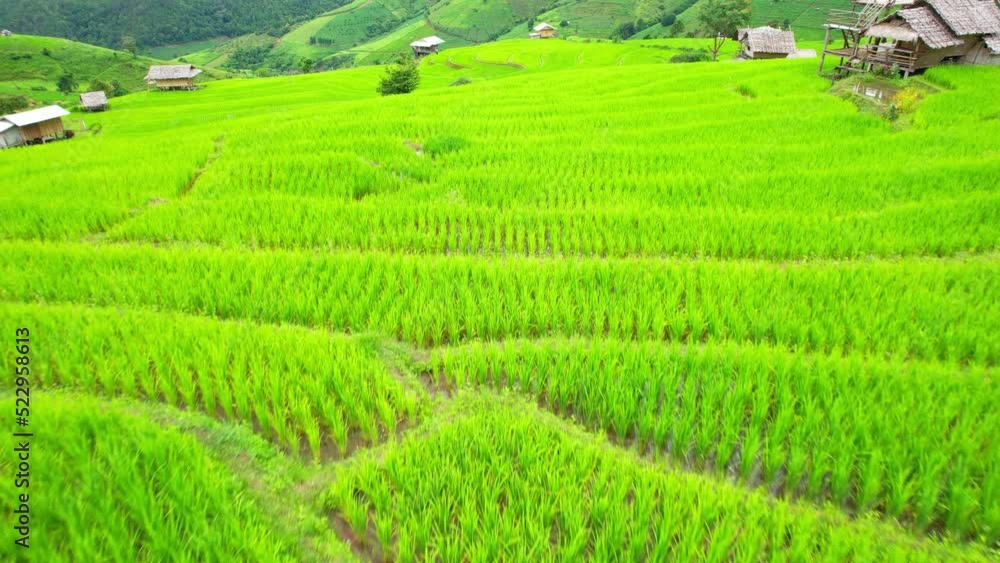 An aerial view over the beautiful rice terraces (Pa pong piang rice terraces, Chiang Mai Province, Northern Thailand). Natural the texture for background. 4k. drones
An aerial view over the beautiful rice terraces (Pa pong piang rice terraces, Chiang Mai Province, Northern Thailand). Natural the texture for background. 4k. drones