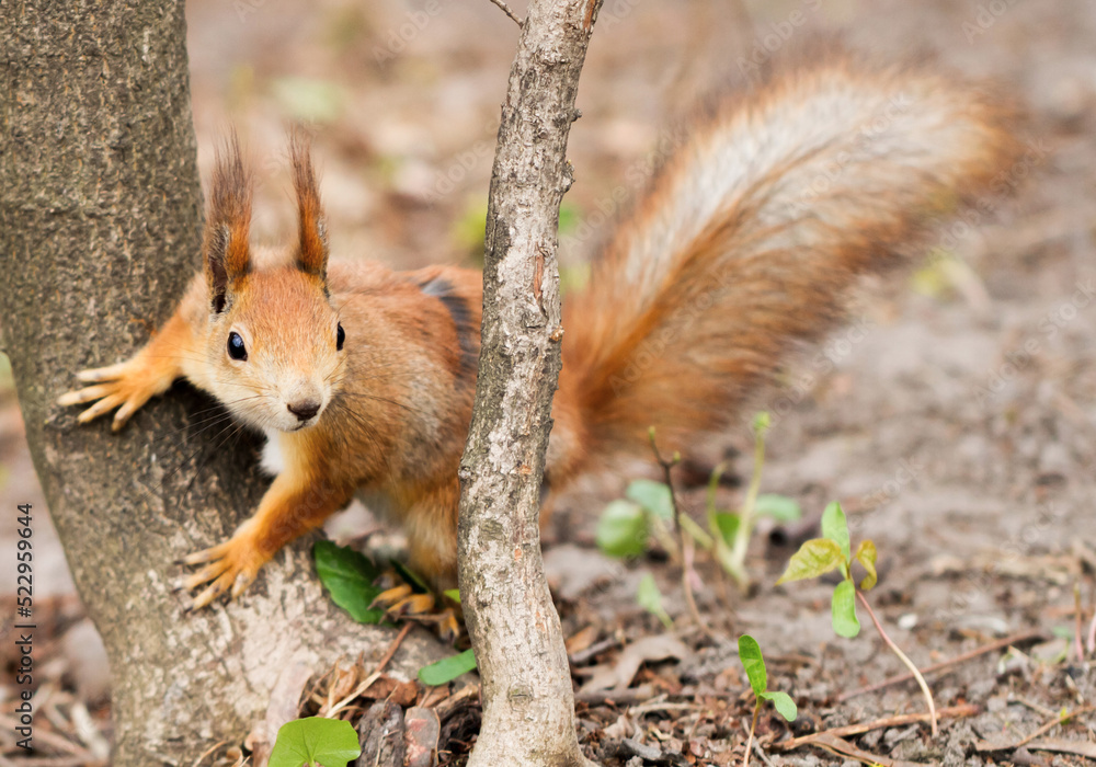 Close-up view of red squirrel near the tree in the forest. Focus on the face Close-up view of red squirrel near the tree in the forest. Focus on the face