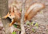 Close-up view of red squirrel near the tree in the forest. Focus on the face 