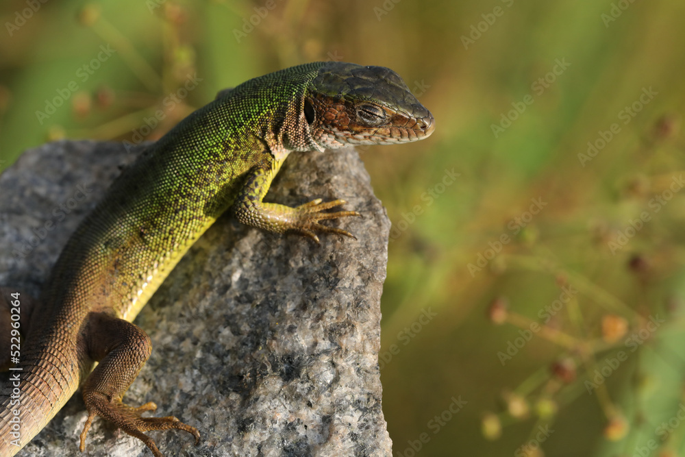 Obraz premium Beautiful green lizard on the stone outdoor