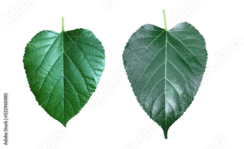 Isolated mulberry leaf.