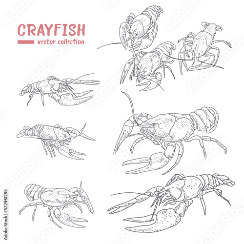 Vector collection of crayfish in vintage style. photo
