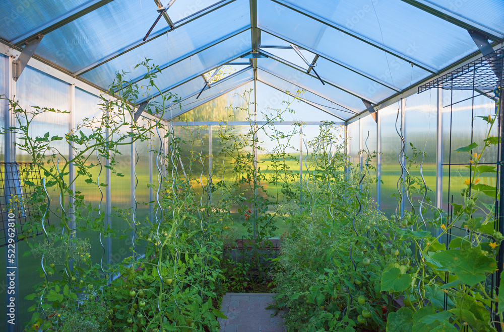 inside of the greenhouse, cultivation with growing tomato plants