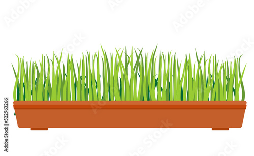 Young green grass in pot. Indoor, houseplants for interior decoration. Long, low flowerpot with small green herbaceous plants.Tall grass, plants in flower pot isolated. Sprouted wheat.