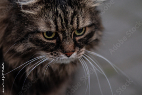 Close-up portrait of a gray cat with green eyes. © Vladimir