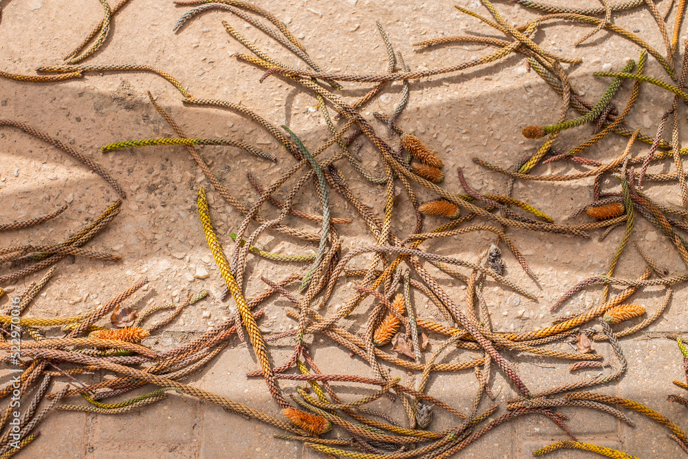 Dry leaves of the tree that resemble ropes