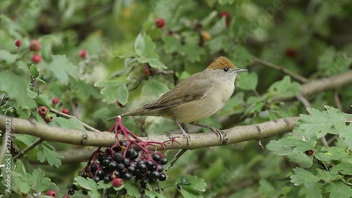 robin on a branch