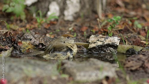 lizard on the ground