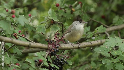 bird on a branch