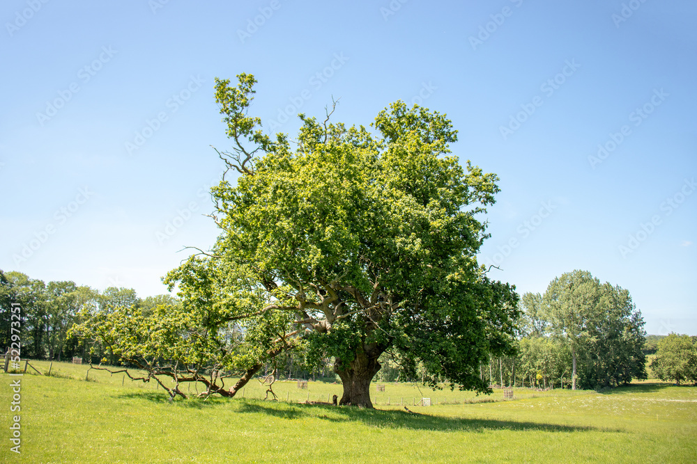 Fototapeta premium Summertime Trees and scenery in the UK.