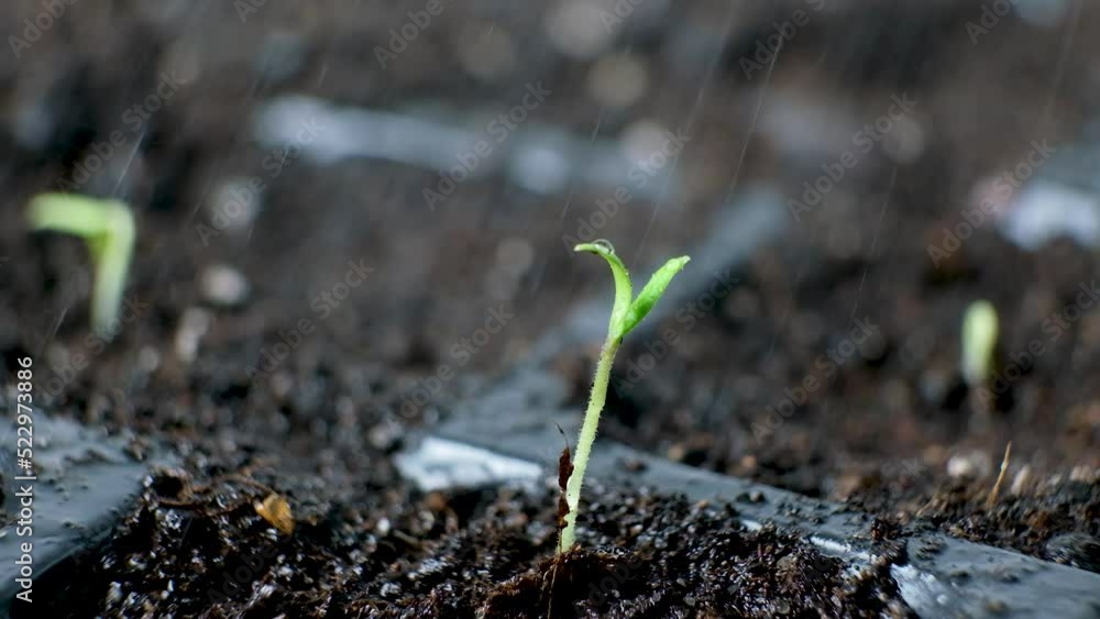 Growing tomatoes from seeds, step by step. Step 5 - watering the first sprout. Growing tomatoes from seeds, step by step. Step 5 - watering the first sprout.