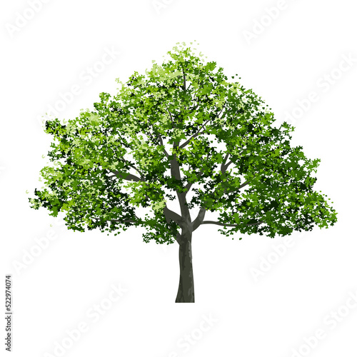 Big tree. Use for landscape design  architectural decorative. Park and outdoor object idea for natural template.