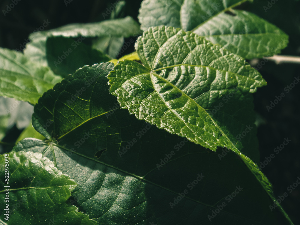 Green leaves Green leaves