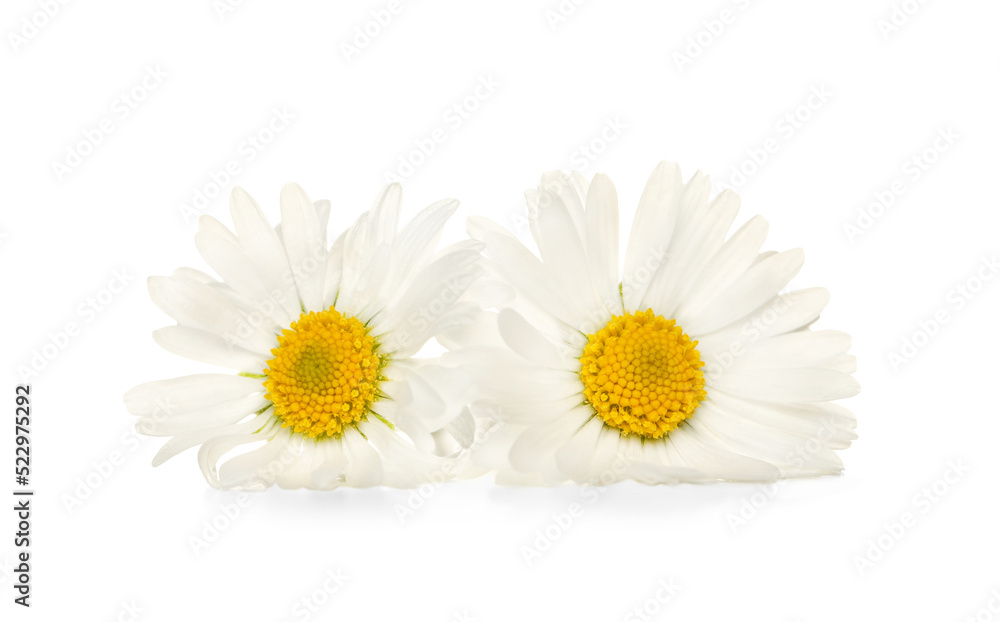 Two beautiful daisy flowers on white background