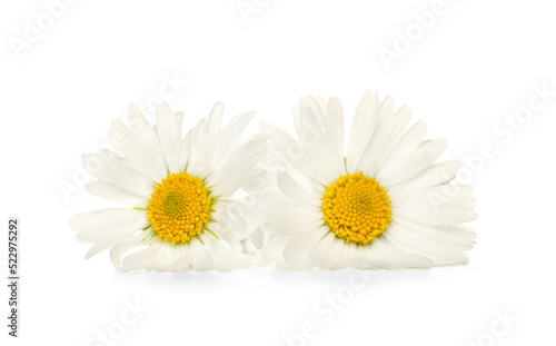 Fototapeta Naklejka Na Ścianę i Meble -  Two beautiful daisy flowers on white background