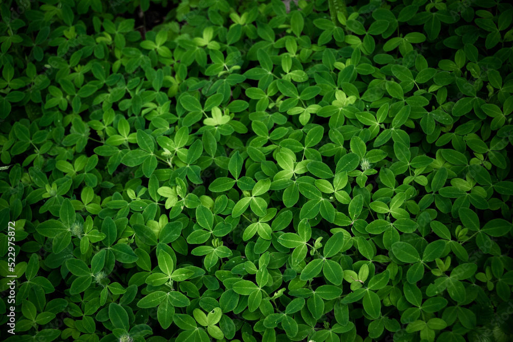 Obraz premium Deep green grass background. Natural backdrop