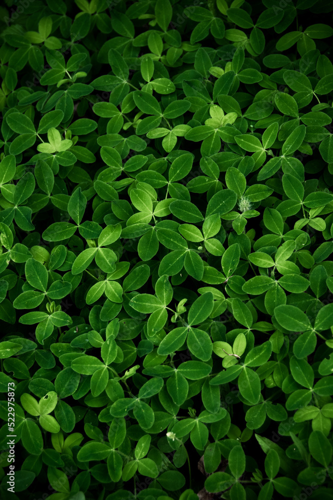 Deep green grass background. Natural backdrop Deep green grass background. Natural backdrop