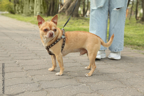Fototapeta Naklejka Na Ścianę i Meble -  Owner walking with her chihuahua dog in park, closeup