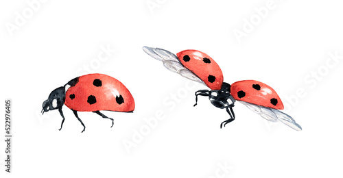 Watercolor lady bug illustration on white background. Cute insect clipart