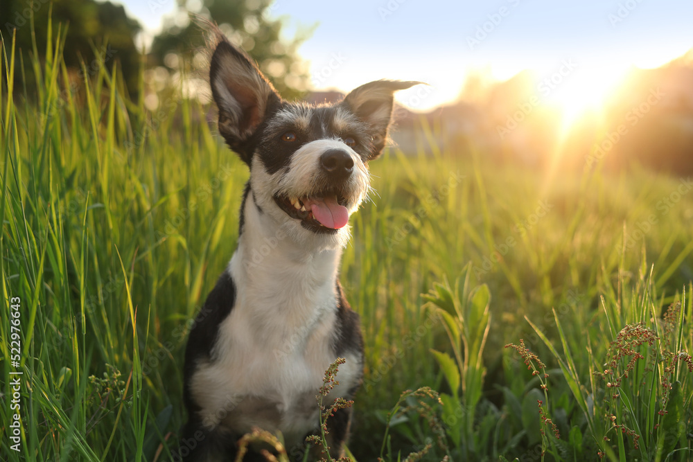 Cute fluffy dog in green grass at sunset