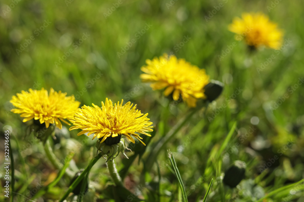 Beautiful yellow dandelions on sunny day, closeup Beautiful yellow dandelions on sunny day, closeup