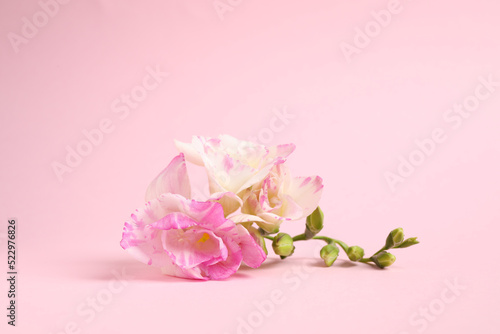 Beautiful blooming freesia flowers on pink background