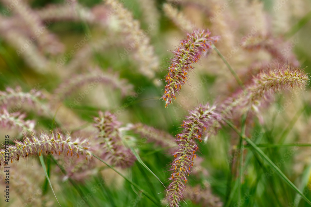 Pennisetum ( lat. Pennisetum ) is a genus of widespread herbaceous plants from the grass family ( Poaceae ) Pennisetum ( lat. Pennisetum ) is a genus of widespread herbaceous plants from the grass family ( Poaceae )