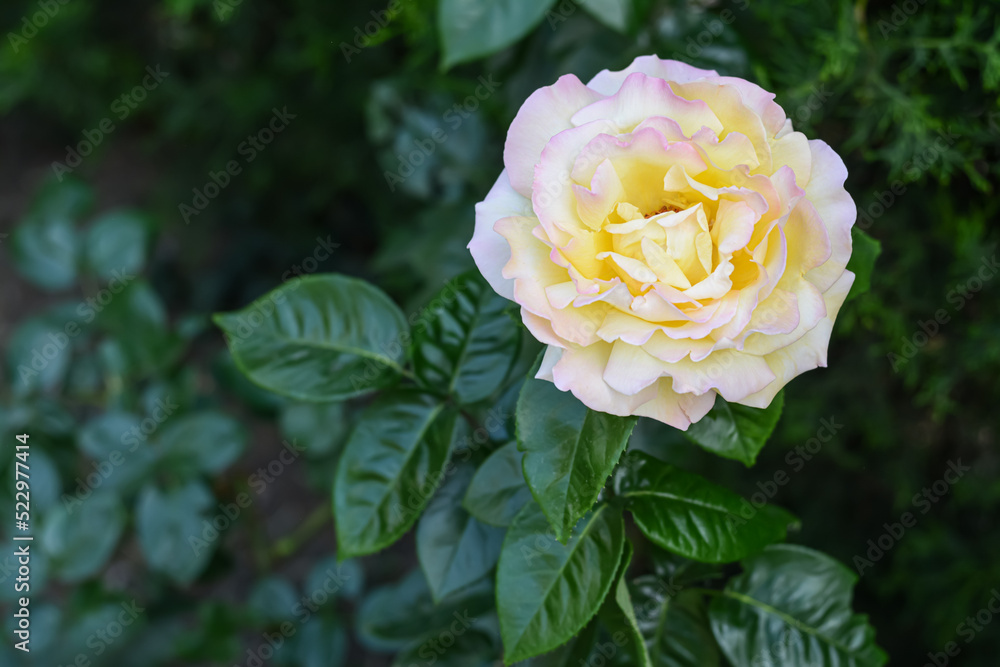 Beautiful yellow rose flower blooming outdoors, closeup. Space for text Beautiful yellow rose flower blooming outdoors, closeup. Space for text